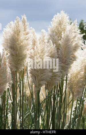 Pampasgras Cortaderia Selloana, stammt aus Südamerika, wächst in Gloucestershire, England.