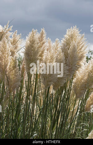 Pampasgras Cortaderia Selloana, stammt aus Südamerika, wächst in Gloucestershire, England.