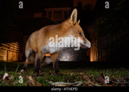 Fox für Lebensmittel in einem London-Garten in der Nacht schlich Stockfoto