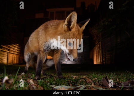 Fox für Lebensmittel in einem London-Garten in der Nacht schlich Stockfoto