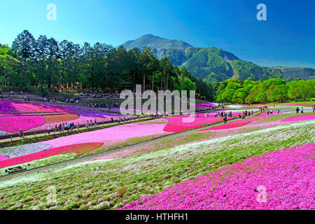 Hitsujiyama Park Shibazakura Hill Chichibu Stadt Saitama Japan Stockfoto