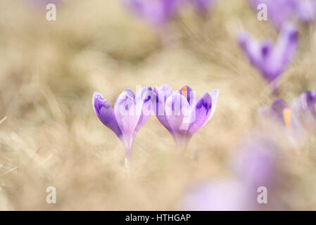 Frühlingsblumen Krokus Stockfoto