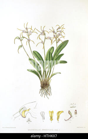*Die Gattung Masdevallia* von Woolward ist eine botanische Illustration mit der Masdevallia Abbreviata, einer Orchideenart, die für ihre einzigartige Form und ihre lebendigen Farben bekannt ist. Die detaillierte Darstellung unterstreicht die zarte Struktur und natürliche Schönheit. Stockfoto