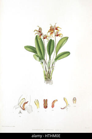 Woolward - die Gattung Masdevallia - Masdevallia pachyura Stockfoto