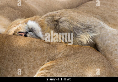 Verschlafene Löwen in Masai Mara, Kenia. Bild aufgenommen während Safari im Jahr 2013. Stockfoto