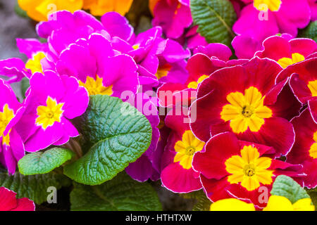 Primel Primula acaulis, Primeln, Primel Stockfoto