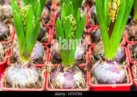 Hyazinthe Glühbirnen Töpfe Knospen Stockfoto