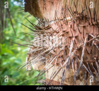 Nahaufnahme von den langen, dünnen, Kleie Stacheln am Stamm einer Palme von Peach. Stockfoto