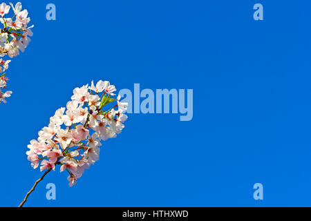 Lebendige Darstellung von weiß-rosa Blüten auf yoshino cherry Filiale gegen einen klaren, blauen Himmel Kirschbaum Blumen bei Close up in Washington DC, USA. Stockfoto