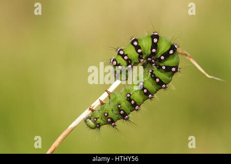 Ein Kaiser Falter Raupe (Saturnia Pavonia) ruht auf einem Rasen-Stiel. Stockfoto