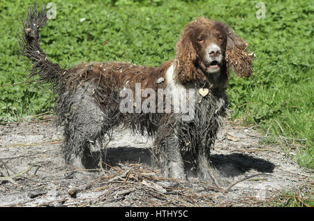 Eine freche aber sehr süß English Springer Spaniel Hund das Schwimmen in einem Moor wurde und dann um den Look zu beenden hat gerollt, in einem alten Feuer. Stockfoto