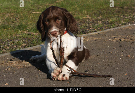 Einen niedlichen English Springer Spaniel Welpen Kauen auf einem Streifen des Holzes, die es in den Mund und zwischen seinen Pranken hält. Stockfoto