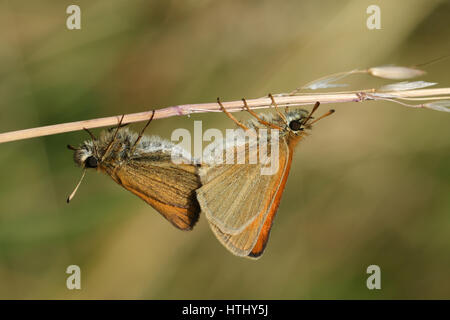 Eine Seitenansicht der Paarung zweier Essex Skipper Butterfly (Thymelicus kleine) thront auf einem Rasen-Stiel mit ihren Flügeln geschlossen. Stockfoto