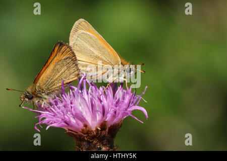 Eine Seitenansicht einer Paarung zweier Essex Skipper Butterfly (Thymelicus kleine) thront und Nectaring auf einer Blume, mit ihren Flügeln geschlossen. Stockfoto