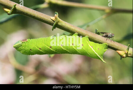 Ein Eyed Hawk-Moth Raupe (Smerinthus Ocellata) Fütterung auf Weide. Stockfoto