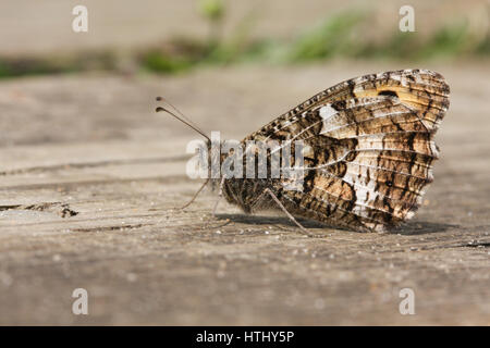 Eine Seitenansicht eines Schmetterlings Äsche (Hipparchia Semele) thront auf dem Boden mit seinen Flügeln geschlossen. Stockfoto