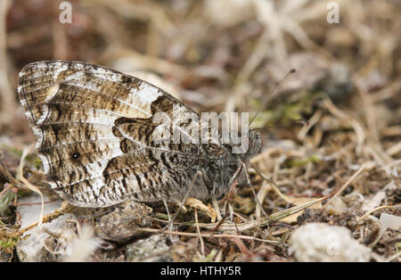 Eine Seitenansicht eines Schmetterlings Äsche (Hipparchia Semele) thront auf dem Boden mit seinen Flügeln geschlossen. Stockfoto