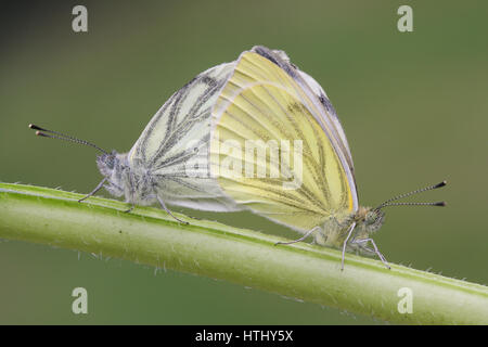 Die Seitenansicht des Paarung zweier Green-veined White Butterfly (Pieris Napi) thront auf einem Stiel mit ihren Flügeln geschlossen. Stockfoto