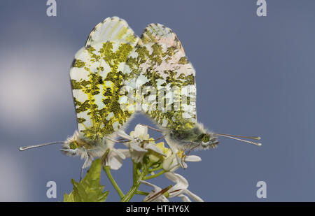 Die Seitenansicht des Paarung zweier Orange-Tip Schmetterling (Anthocharis Cardamines) thront auf einer Blume mit ihren Flügeln geschlossen. Stockfoto