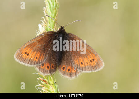 Auf eine Pflanze mit Verbreitung Flügel thront eine seltene Mountain Ringel Schmetterling (Erebia Epiphron) zu sehen. Stockfoto