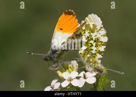 Die Seitenansicht des Paarung zweier Orange-Tip Schmetterling (Anthocharis Cardamines) thront auf einer Blume. Stockfoto