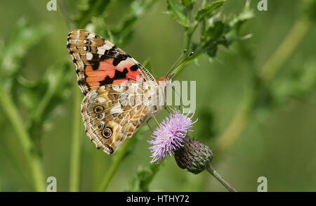 Die Seitenansicht des einen wunderschönen Schmetterling Distelfalter (Vanessa Cardui) Nectaring auf einer Distel mit seinen Flügeln geschlossen. Stockfoto