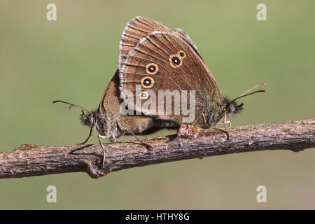 Die Seitenansicht des Paarung zweier Ringel Schmetterling (Aphantopus Hyperantus) thront auf einem Zweig mit ihren Flügeln geschlossen. Stockfoto