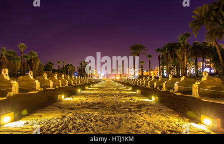 Allee der Sphinxe in Luxor - Ägypten Stockfoto