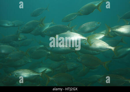 Selma Porgy Fisch (Sarpa Salpa) Unterwasser im Mittelmeer Stockfoto