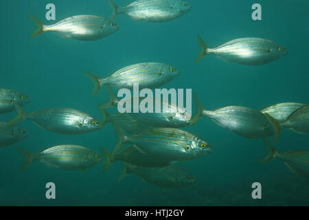 Selma Porgy Fisch (Sarpa Salpa) Unterwasser im Mittelmeer Stockfoto