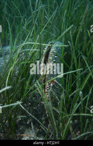 Edle Steckmuschel (Pinna Nobilis) in den Algen des Mittelmeers Stockfoto