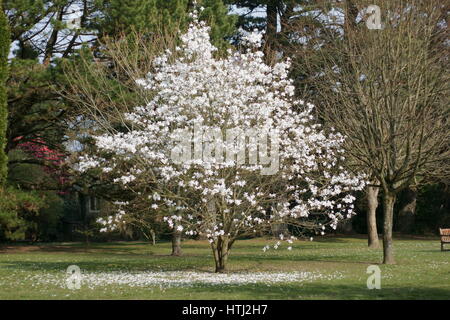 Magnolia 'Wada's Memory' Clyne Gärten, Swansea, Wales, UK. Stockfoto