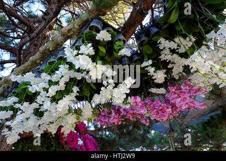 Erstaunlichen Blume Hintergrund, Gruppe von Orchideen Topf Schau Blumen Festival in Dalat, Vietnam im Frühling, bunte Blüte, schöne Blüte auf Zweig der tr Stockfoto