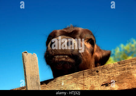 Kalb in einer Scheune. Vieh. Stockfoto