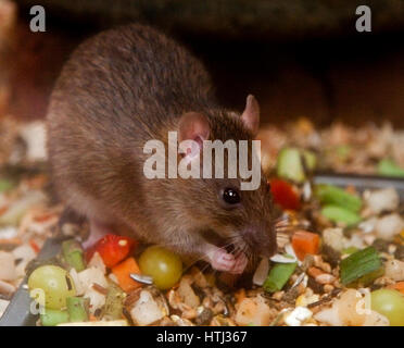 Norwegische braune Ratte (Rattus Norvegicus) Fütterung Stockfoto