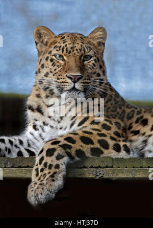 Amur-Leopard (Panthera Pardus Orientalis) Stockfoto