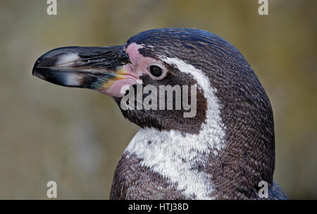 Humboldt-Pinguin (Spheniscus Humboldti) Stockfoto