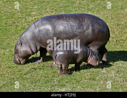 Mutter und Baby Pygmy Hippopotamus (Hexaprotodon Liberiensis) Stockfoto