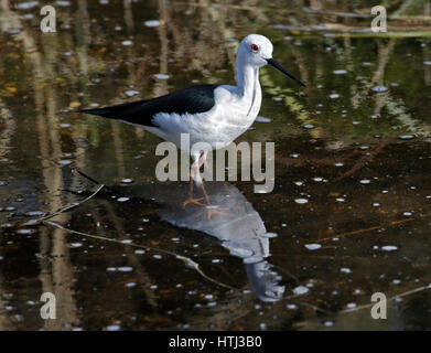 Stelzenläufer (Himantopus Himantopus) im Wasser stehend Stockfoto