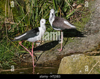 Paar von geflügelter Stelzenläufer (Himantopus Himantopus) Stockfoto