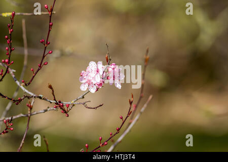 Frühe Blüte beginnt zu blühen in West Yorkshire, England, UK Stockfoto