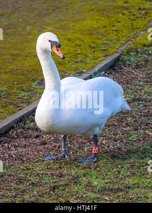 Ein Höckerschwan Cygnus Olor mit BTO Bein Ringe mit "NZX" gezeigt, weiß auf rot bei Locke Park, Redcar Cleveland North Yorkshire England UK Stockfoto