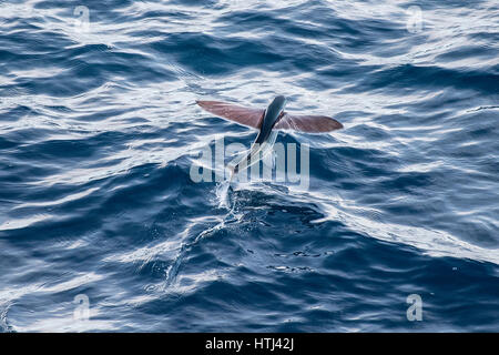 Fliegende Fischarten abheben, mehrere hundert Meilen vor Mauretanien, Nord-Afrika, Nord-Atlantik Stockfoto