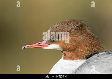 Gänsesäger Mergus Prototyp weibliche Altvogel Kopf Porträt Stockfoto