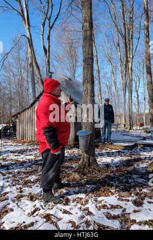 Ein Freiwilliger erklärt, wie Ahornsirup vor einem Ahornbaum in den Verwandten Fanshawe Sugar Bush in London, Ontario, Kanada, extrahiert wird. Stockfoto