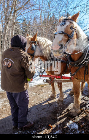 Ein Mann mit einem Eimer, Lebensmittel, Pferde Wasser, geharnischten belgische Entwurf (Equus Caballus) in einem sonnigen Wintertag in London, Ontario, Kanada. Stockfoto