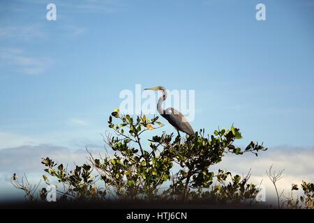 Dreifarbigen Reiher, Egretta Tricolor, Louisiana Heron Stockfoto