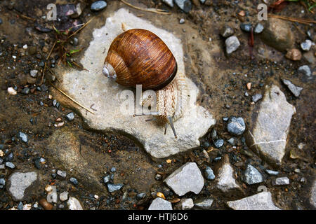 Große braune Schnecke kriecht auf dem Stein. Stockfoto