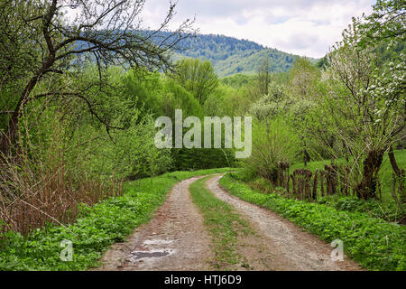 Erde-Straße im Wald. Karpaten. Stockfoto