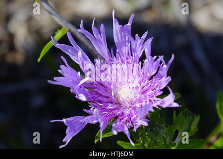 Stokes Aster, Stokesia Laevis wächst in Feuchtgebieten im Südosten der Vereinigten Staaten Stockfoto